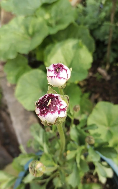 红色花有哪些好养的花 红色花有哪些好养的花