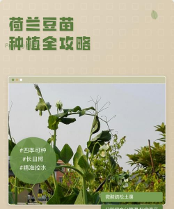 兰豆苗怎么种植 兰豆苗怎么种植