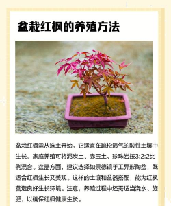 日本枫叶怎么种植 日本枫叶怎么种植