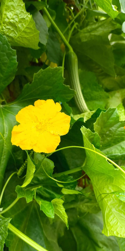 菜地适合养的花有哪些花 菜地适合养的花有哪些花