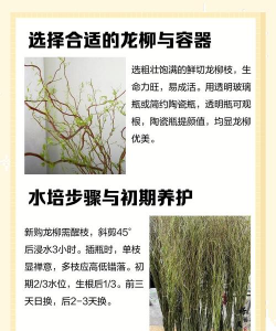 杨柳怎么种植方法 杨柳怎么种植方法