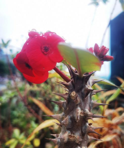 虎刺梅叶子为什么会卷 虎刺梅叶子为什么会卷