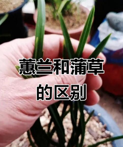 和兰花相似的是什么花 和兰花相似的是什么花