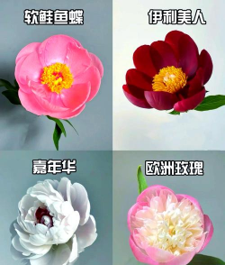 跟芍药花近似的花有哪些 跟芍药花近似的花有哪些