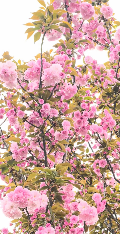 粉色花系有哪些颜色的花 粉色花系有哪些颜色的花