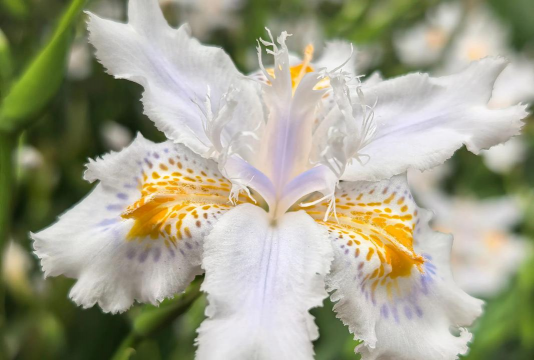 带蝴蝶花的花有哪些 带蝴蝶花的花有哪些