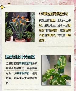 鹤望兰花叶子为什么黄 鹤望兰花叶子为什么黄