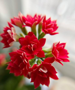 适合冬天用的花有哪些花 适合冬天用的花有哪些花