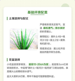 芦荟开始怎么种植 芦荟开始怎么种植