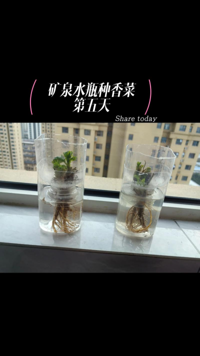 大水瓶怎么种植 大水瓶怎么种植