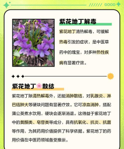 紫色地丁怎么种植 紫色地丁怎么种植