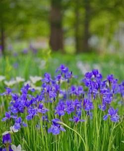 属于夏天的蓝花有哪些花 属于夏天的蓝花有哪些花
