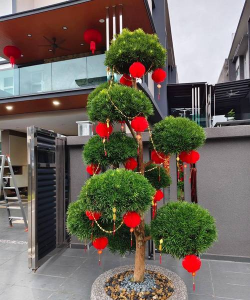 一般门口放什么树 一般门口放什么树