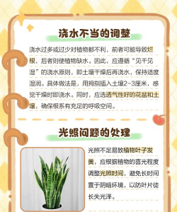 碧玉叶发黄是什么原因 碧玉叶发黄是什么原因