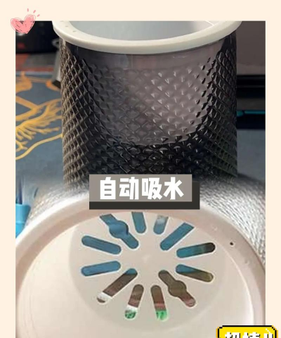 免浇水花盆种什么植物 免浇水花盆种什么植物