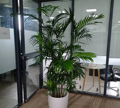 单位办公室放什么植物 单位办公室放什么植物