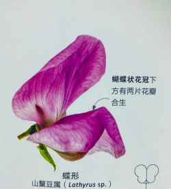 植物遗传花型有哪些花类 植物遗传花型有哪些花类