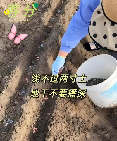 花生瓜子怎么种植 花生瓜子怎么种植