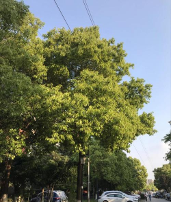 长沙街边的树是什么树 长沙街边的树是什么树