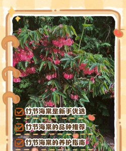 竹节海棠为什么黄叶干尖 竹节海棠为什么黄叶干尖