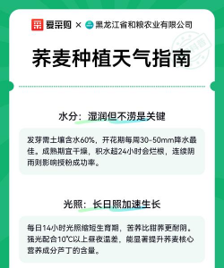 春季荞麦怎么种植 春季荞麦怎么种植