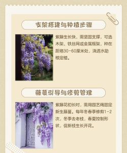 紫藤花什么时间播种最佳 紫藤花什么时间播种最佳