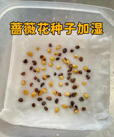 月夜种子怎么种植 月夜种子怎么种植