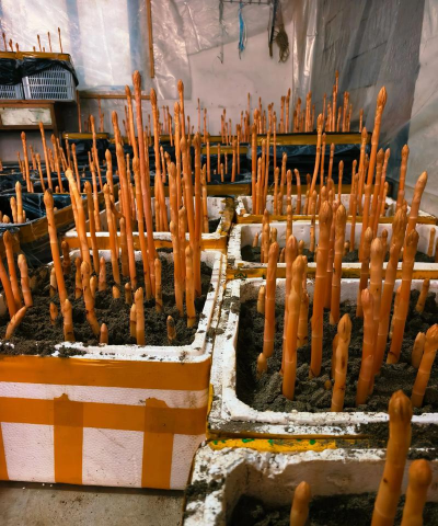 红麻子怎么种植 红麻子怎么种植