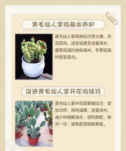 仙人球发黄用什么救 仙人球发黄用什么救