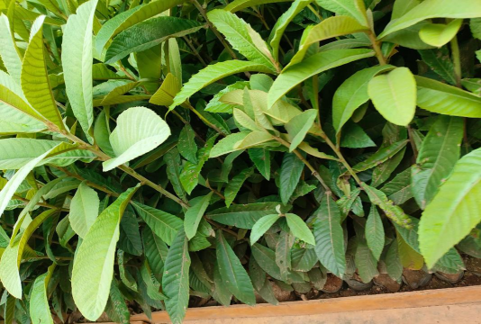 植物枇杷怎么种植 植物枇杷怎么种植