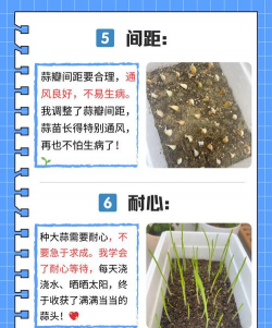 怎么种植出来大蒜 怎么种植出来大蒜