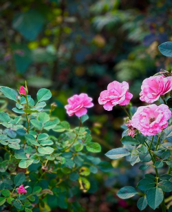 月季花的花有哪些种类 月季花的花有哪些种类