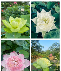 花跟荷花很像的花有哪些 花跟荷花很像的花有哪些