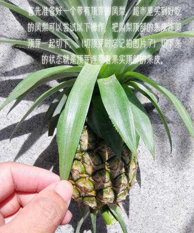 凤梨怎么种植管理 凤梨怎么种植管理