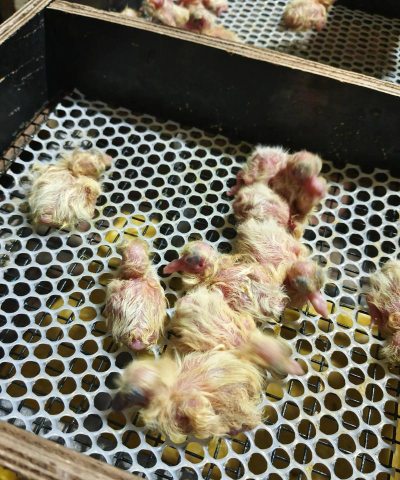 白鸽苗怎么种植 白鸽苗怎么种植