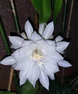 昙花全部开放是什么样 昙花全部开放是什么样