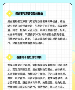 仙客来为什么叶子卷起来 仙客来为什么叶子卷起来