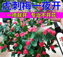 虎刺梅用什么的肥料 虎刺梅用什么的肥料