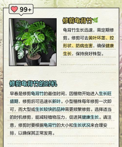 修剪龟背竹有什么诀窍 修剪龟背竹有什么诀窍