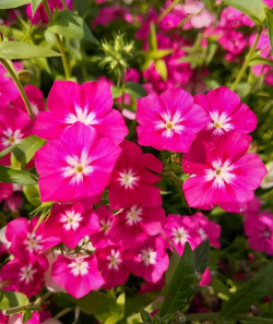 象征着福禄的花有哪些花 象征着福禄的花有哪些花