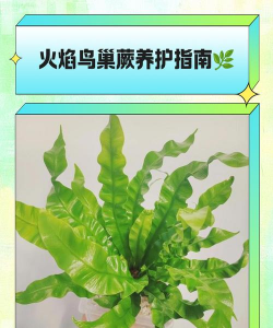 鸟巢蕨用什么肥料养殖 鸟巢蕨用什么肥料养殖