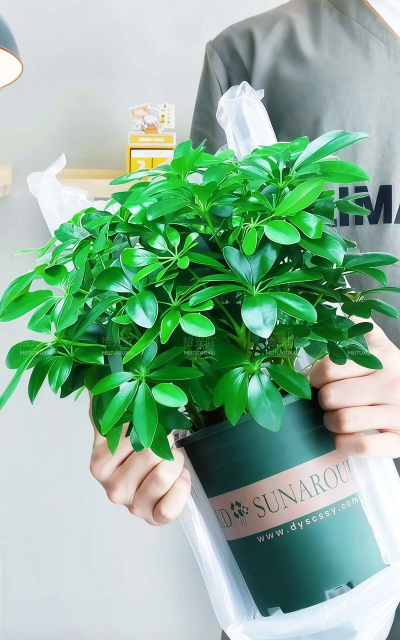 家里买什么绿植比较聚财 家里买什么绿植比较聚财