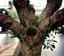 龙血树盆栽怎么种植 龙血树盆栽怎么种植