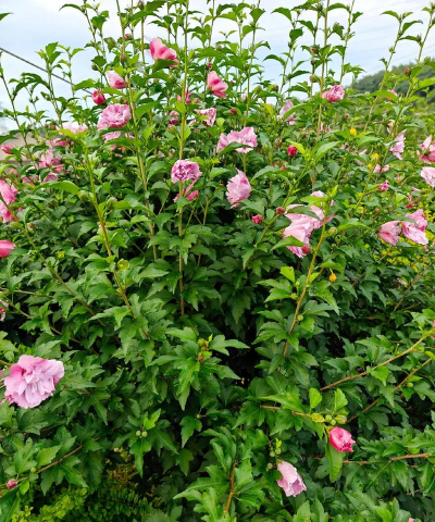 木槿花短命花有哪些品种 木槿花短命花有哪些品种