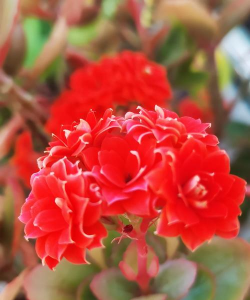 红大花长寿花品种有哪些 红大花长寿花品种有哪些