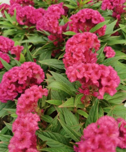 类似鸡冠花的花有哪些 类似鸡冠花的花有哪些