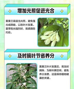 黄果兰需要什么土壤 黄果兰需要什么土壤