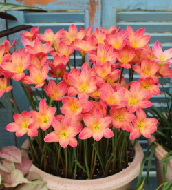 夏天不易掉的花有哪些花 夏天不易掉的花有哪些花