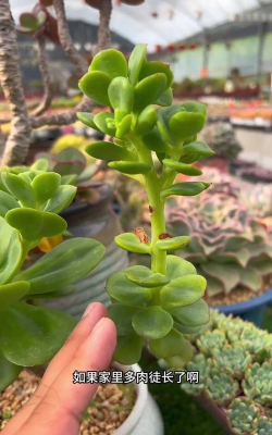 肉肉徒长什么样子的. 肉肉徒长什么样子的.