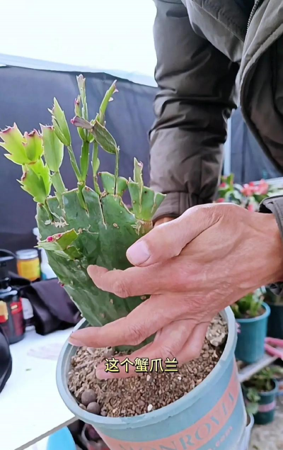 仙人掌都能和什么嫁接 仙人掌都能和什么嫁接